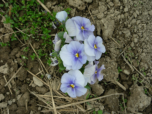 pansy in flower